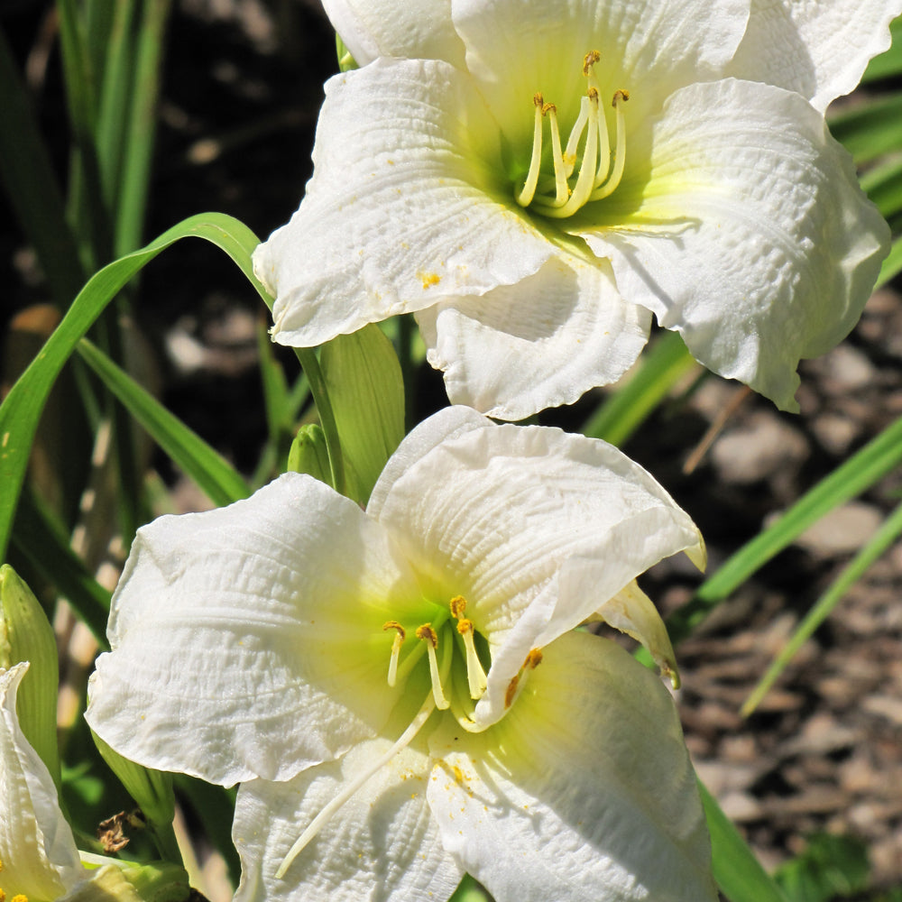 HEMEROCALLIS GENTLE SHEPHERD