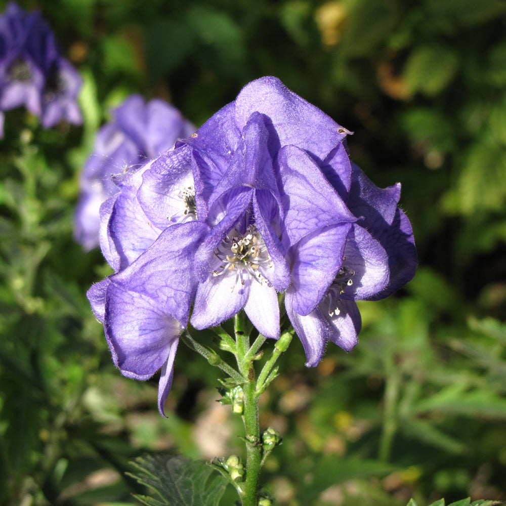 MONKSHOOD AUTUMN