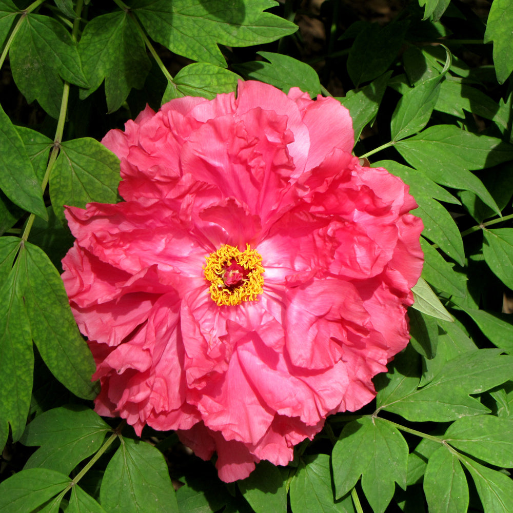 PAEONIA TAIYO