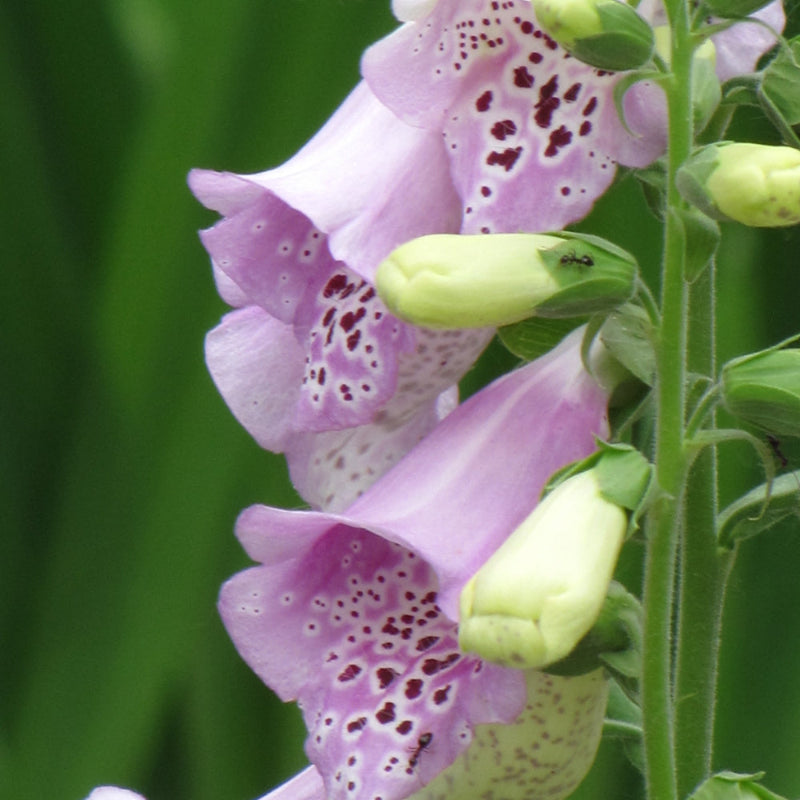 DIGITALIS CAMELOT LAVENDER