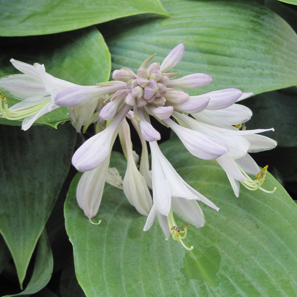 HOSTA HALCYON