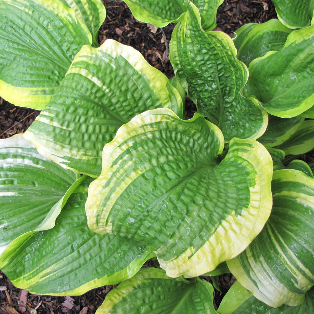 HOSTA MONTANA AUREOMARGINATA