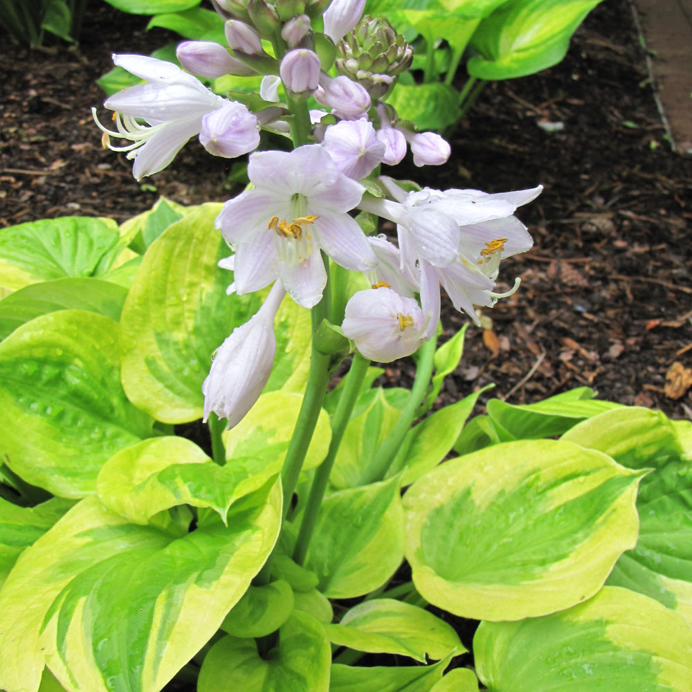 HOSTA SUMMER BREEZE