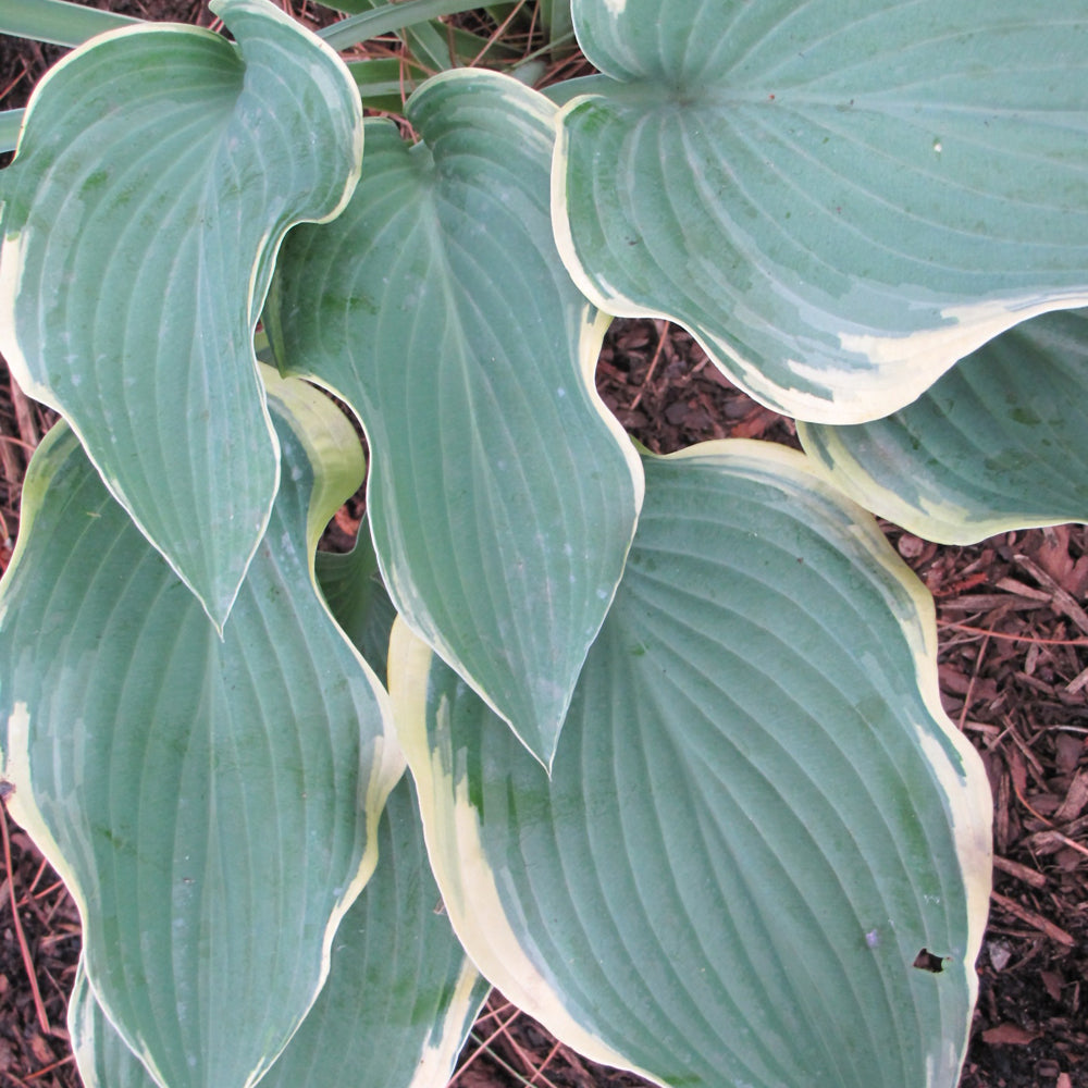 HOSTA REGAL SPLENDOR