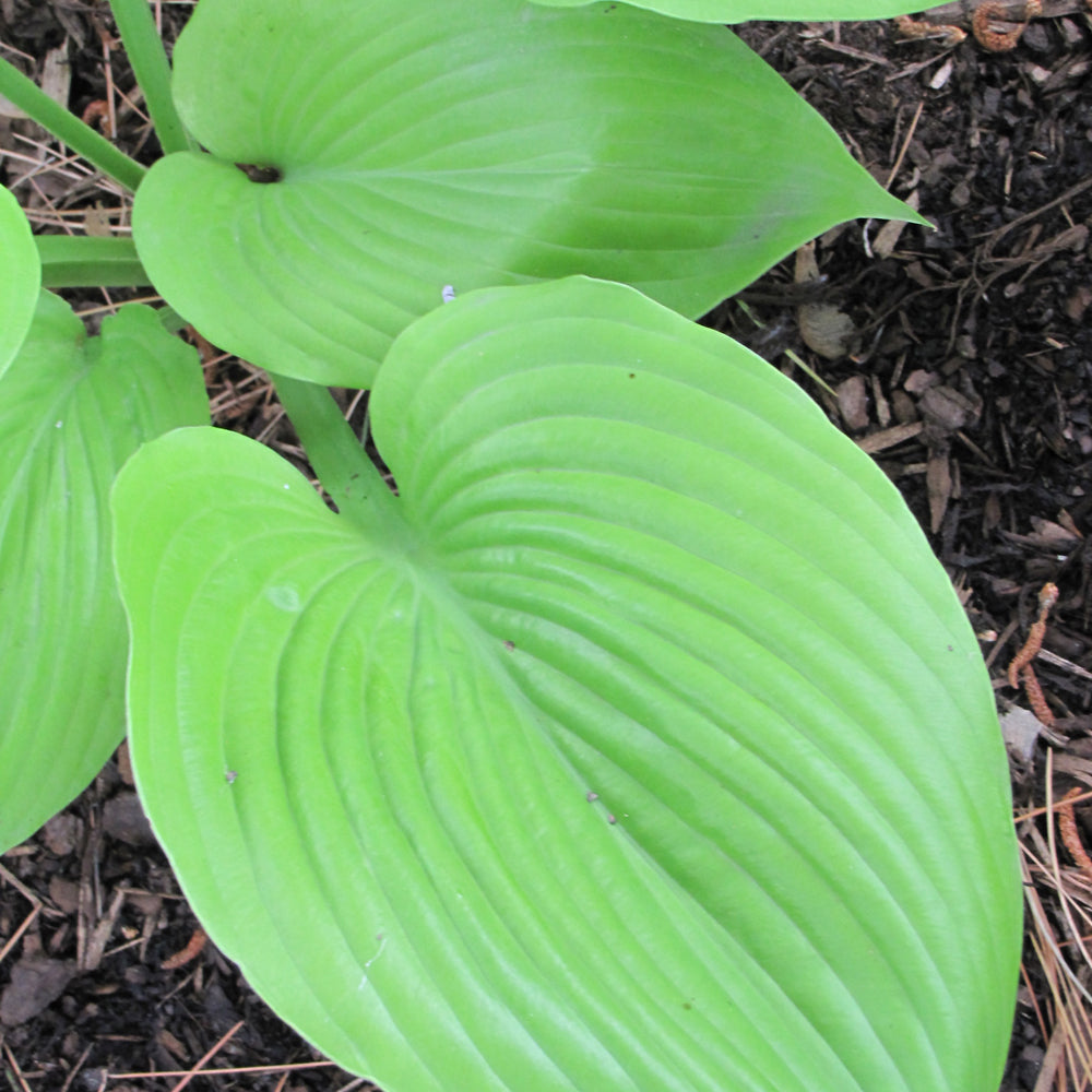 HOSTA SUM & SUBSTANCE