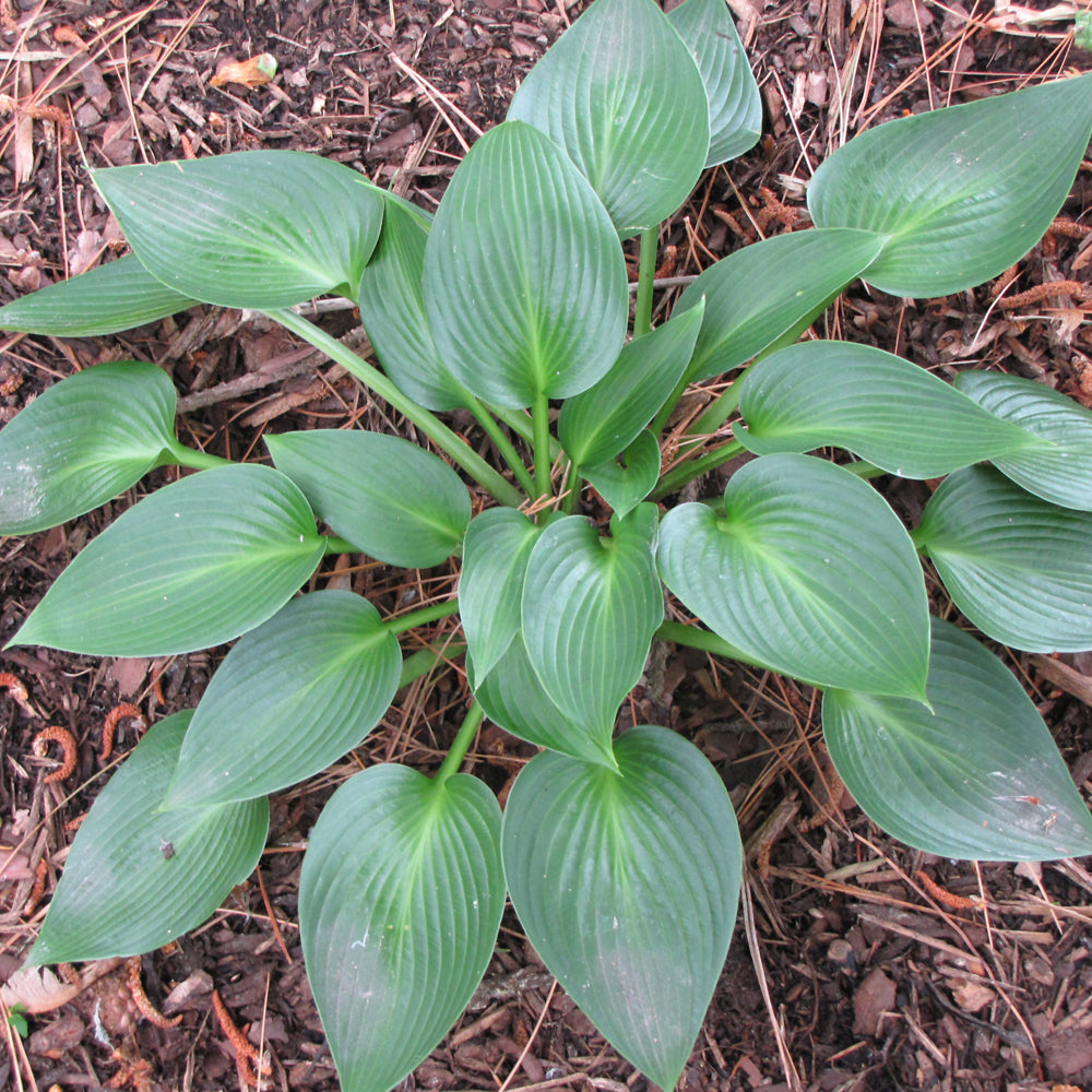 HOSTA DEVON GREEN