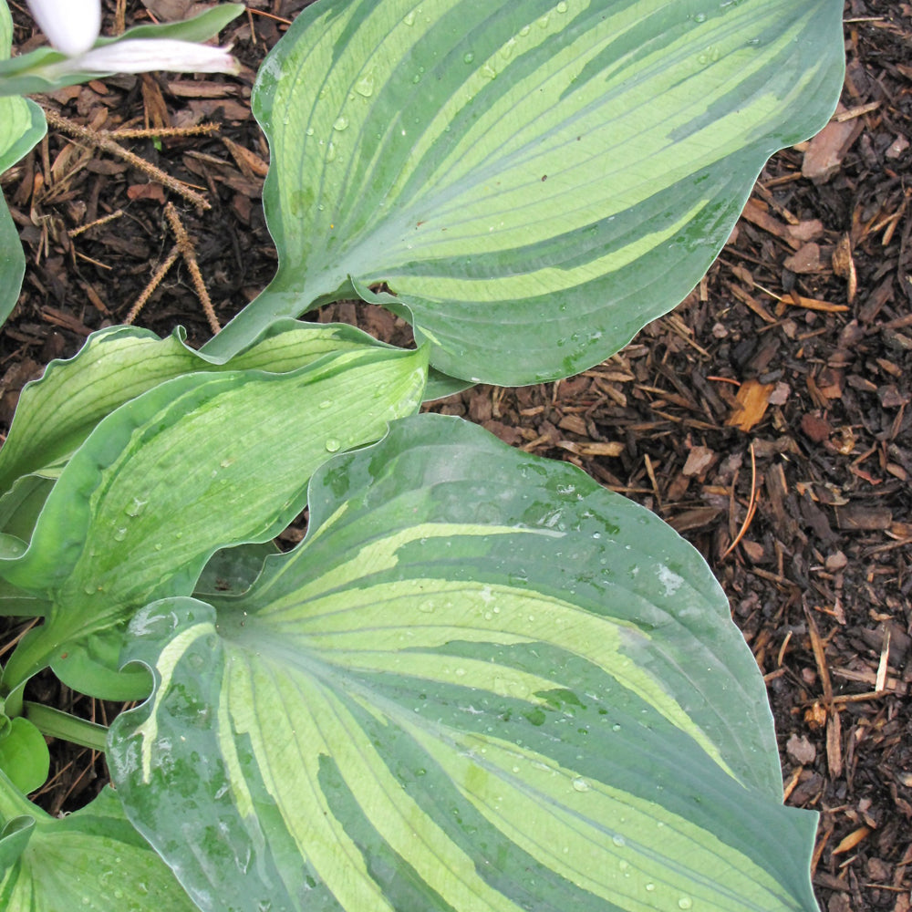 HOSTA LAKESIDE PAISLEY PRINT