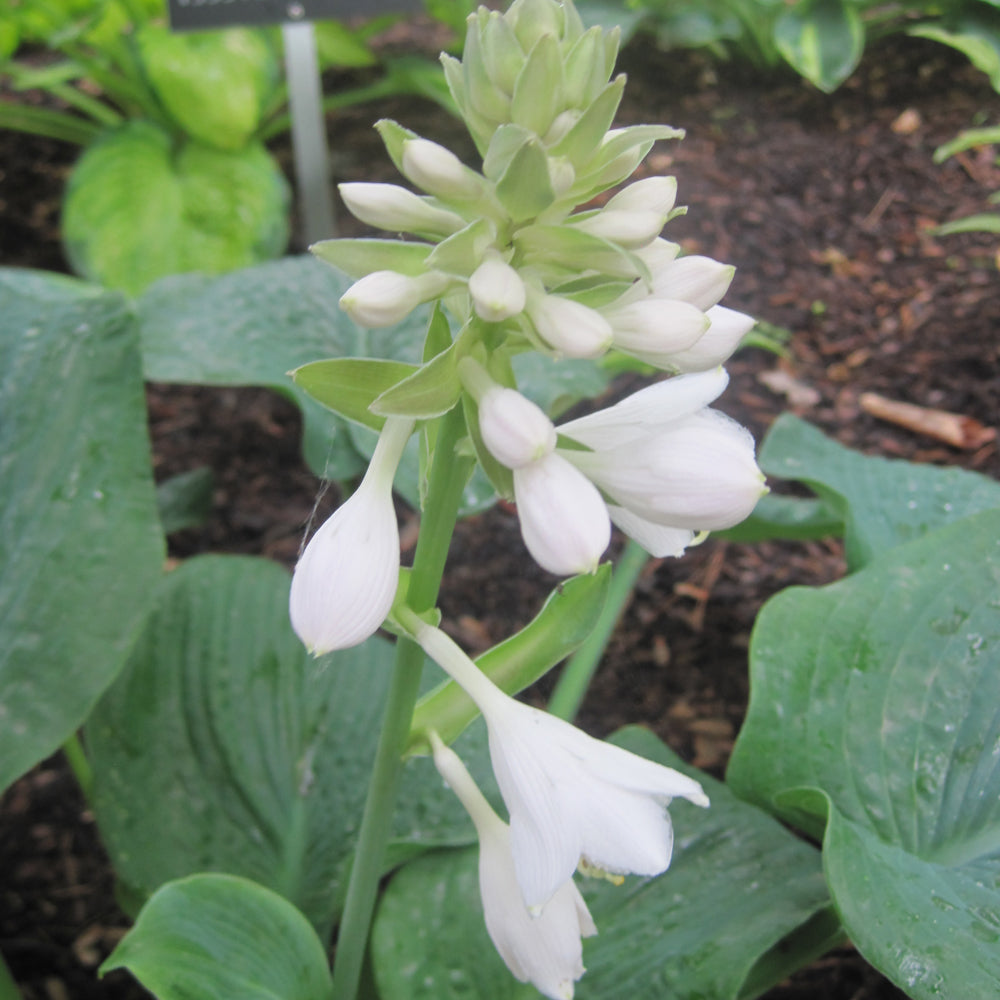 HOSTA SIEBOLDIANA ELEGANS