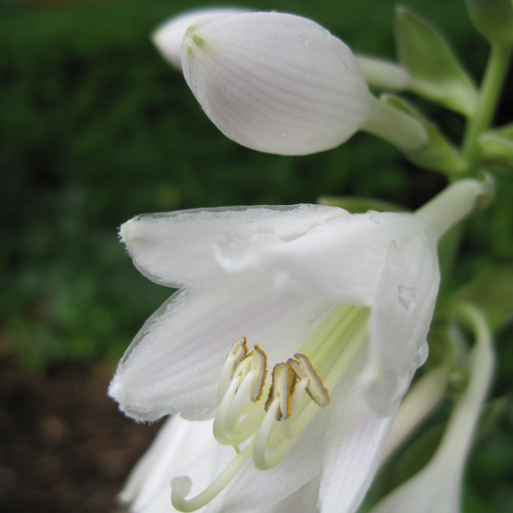 HOSTA FRANCES WILLIAMS