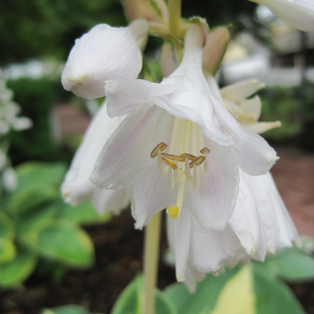 HOSTA DREAM WEAVER