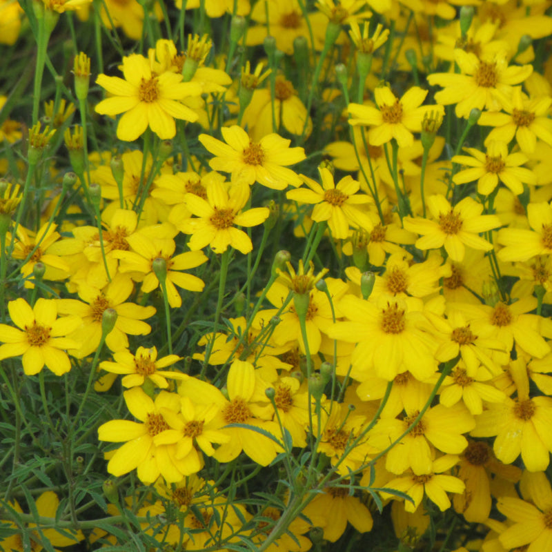 COREOPSIS ZAGREB