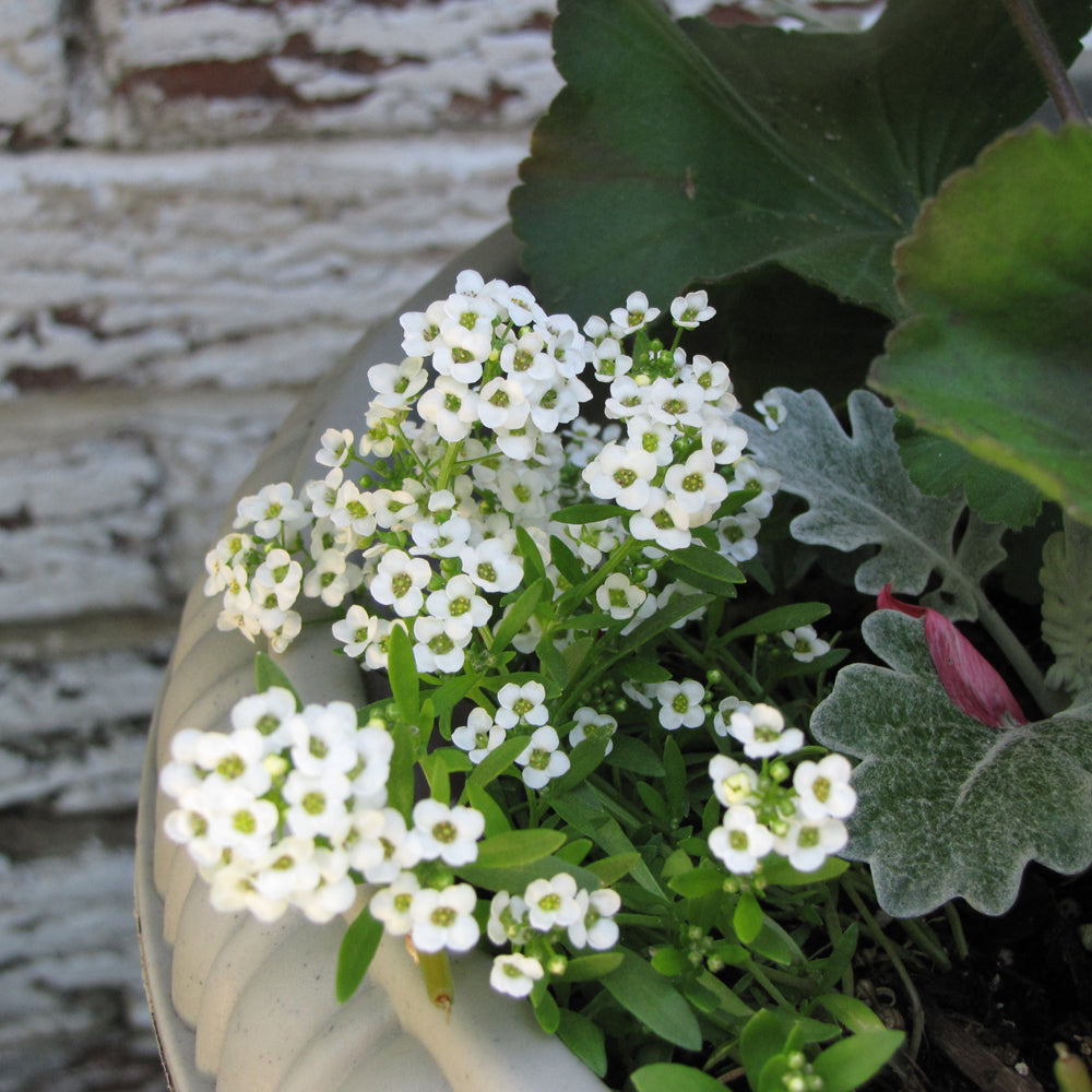 Alyssum