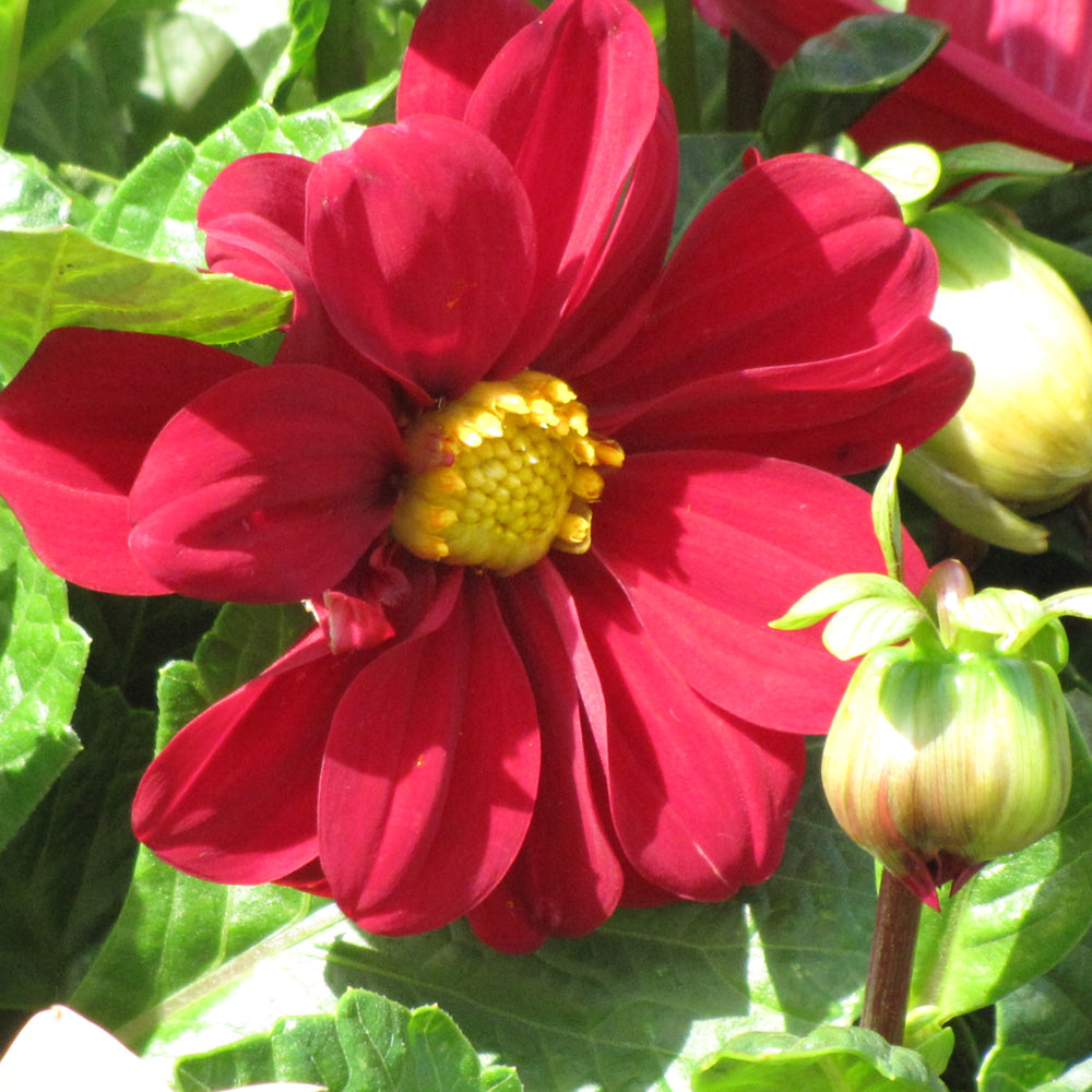 Dahlia