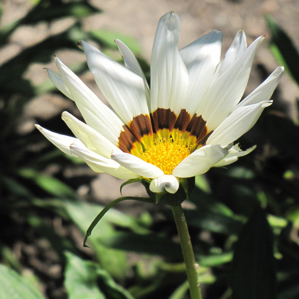 Gazania
