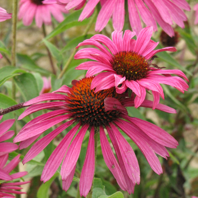 ECHINACEA RUBY STAR