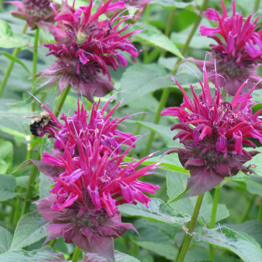 MONARDA RASPBERRY WINE