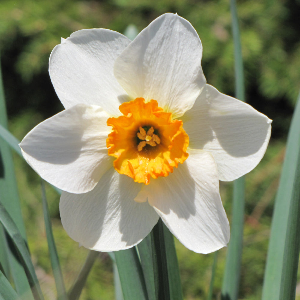 NARCISSUS FLOWER RECORD