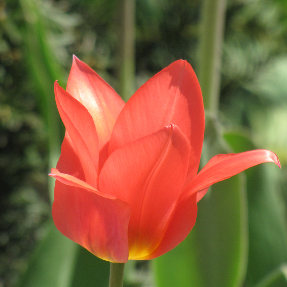 TULIP RED EMPEROR FOSTERIANA