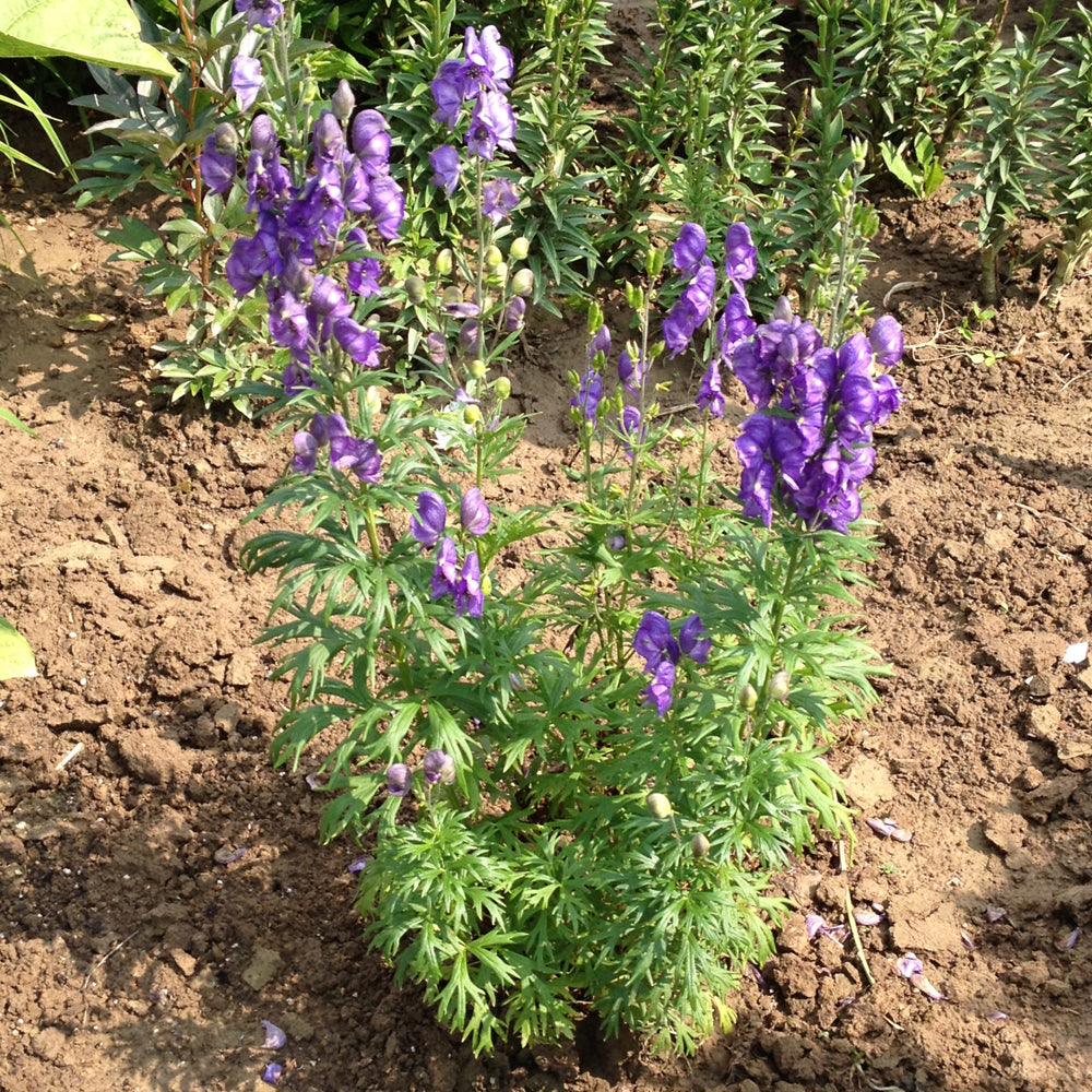 MONKSHOOD FISCHER