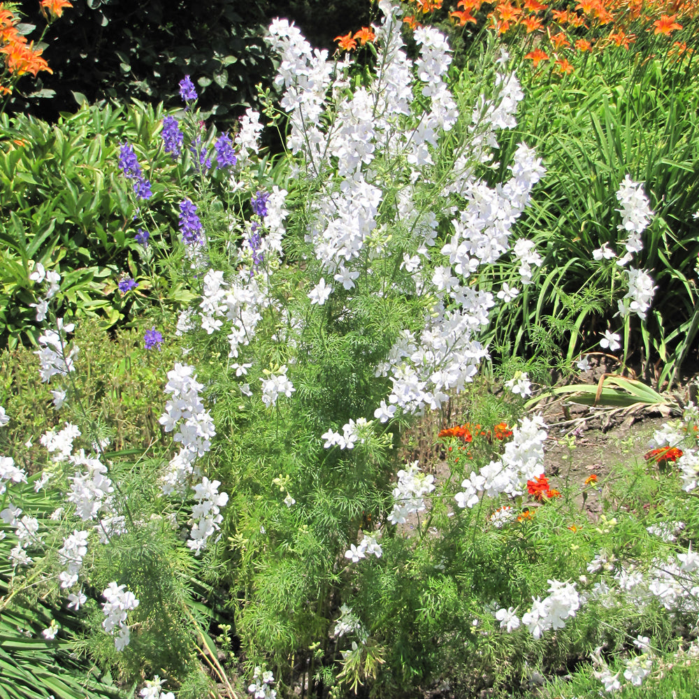 DELPHINIUM SUMMER STARS