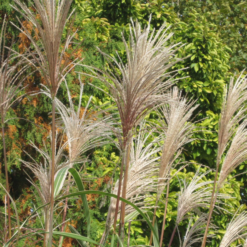 MISCANTHUS VARIEGATUS