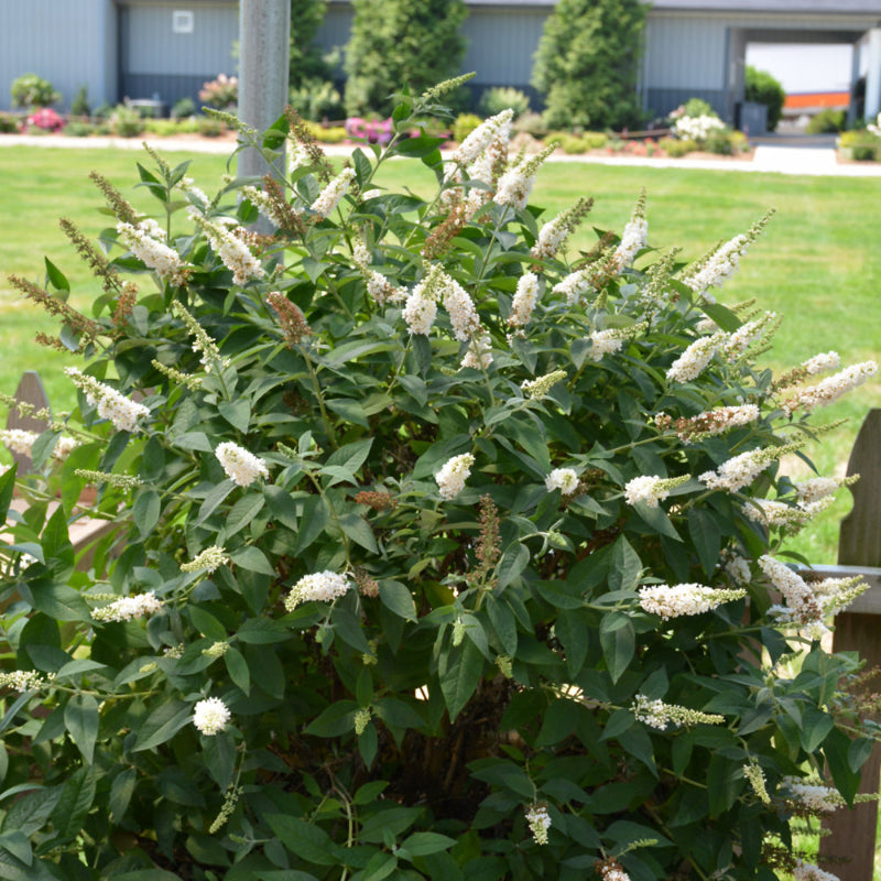 BUDDLEIA MONARCH CHEVALIER BLEU