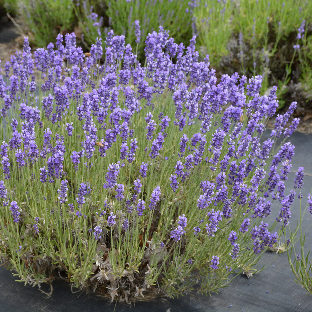 LAVANDULA HIDCOTE