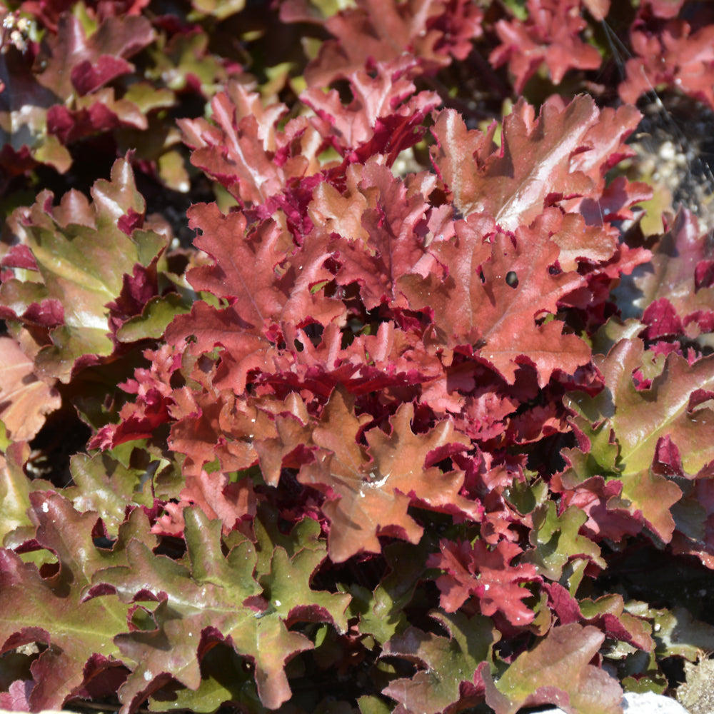 HEUCHERA DOLCE CINNAMON CURLS