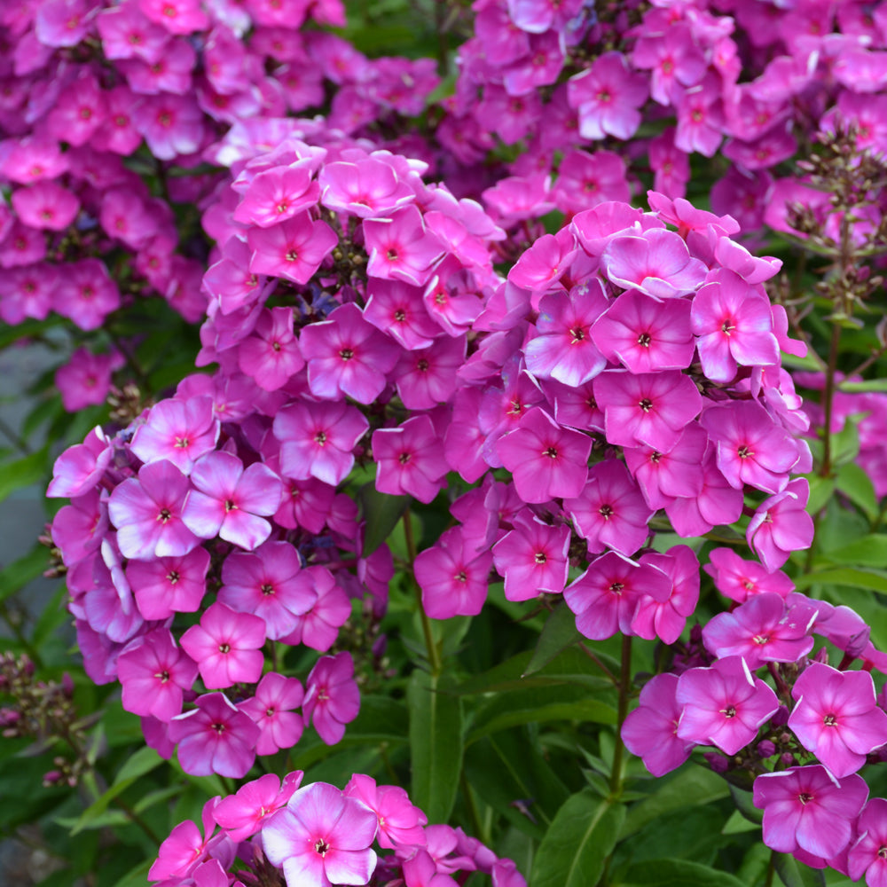 PHLOX GRAPE LOLLIP