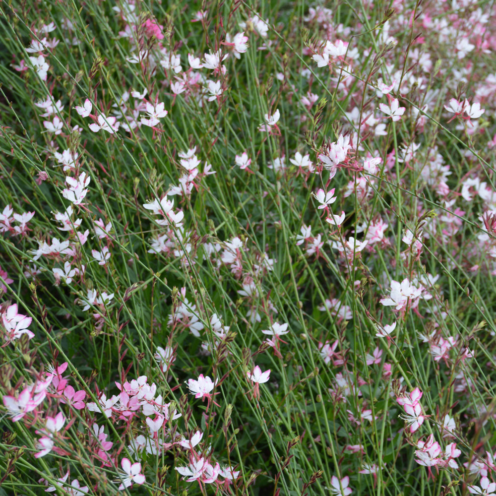 GAURA ROSY JANE