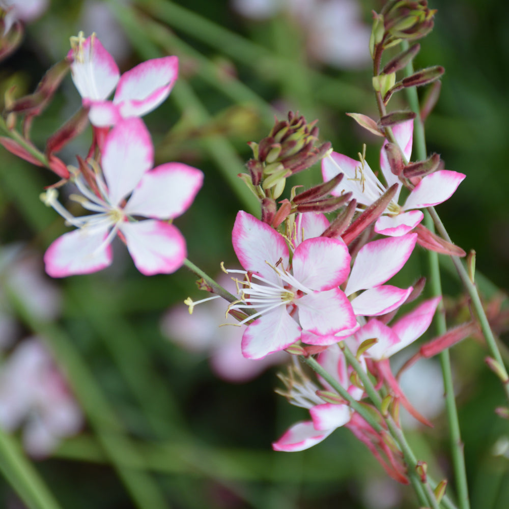 GAURA ROSY JANE