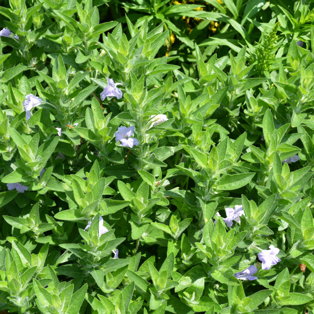 RUELLIA HUMILIS