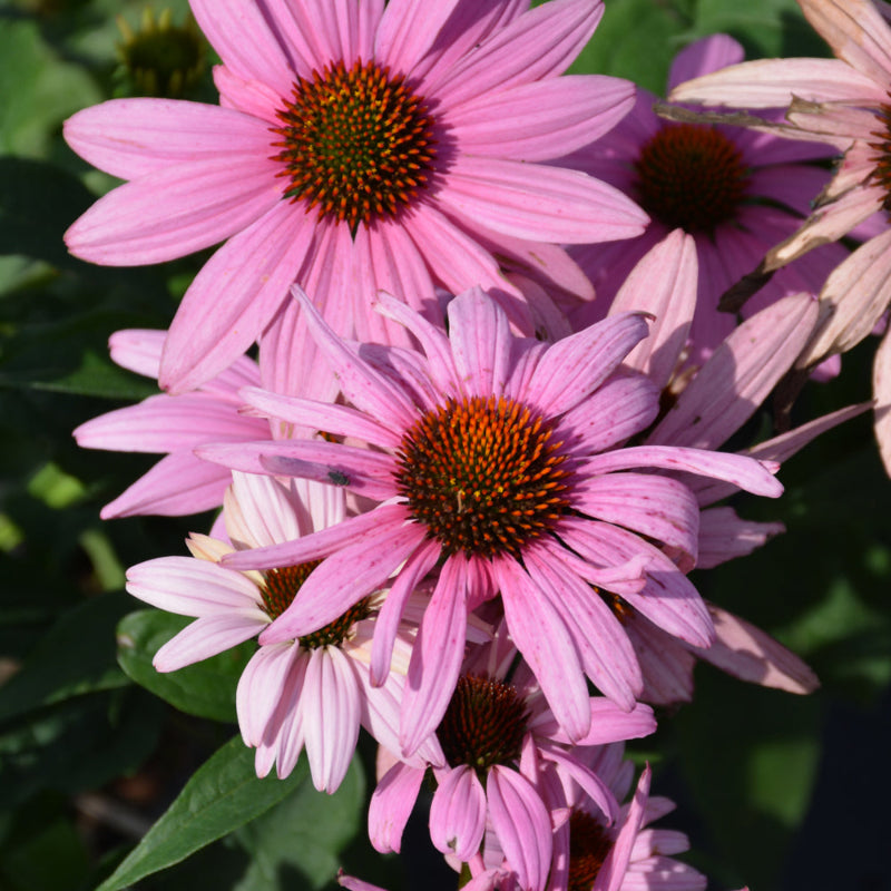 ECHINACEA PRAIRIE SPLENDOR