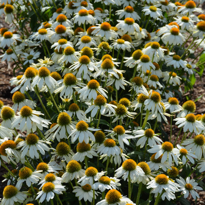 ECHINACEA POWWOW WHITE