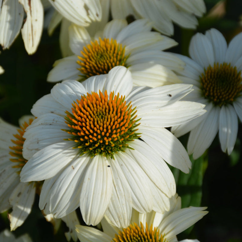 ECHINACEA POWWOW WHITE