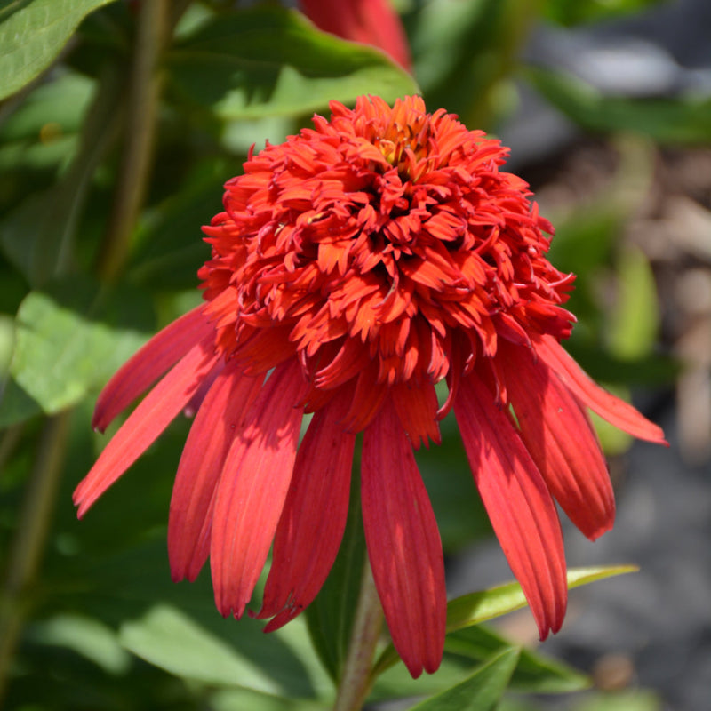 ECHINACEA HOT PAPAYA