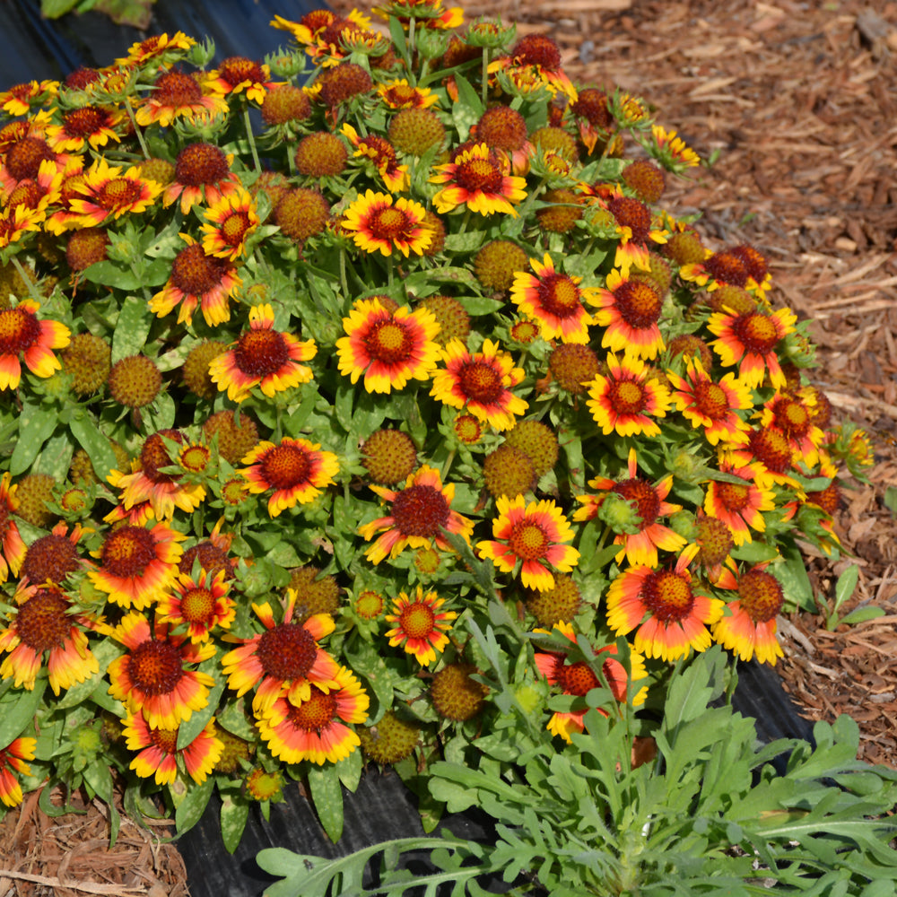 GAILLARDIA MESA BRIGHT BICOLOR