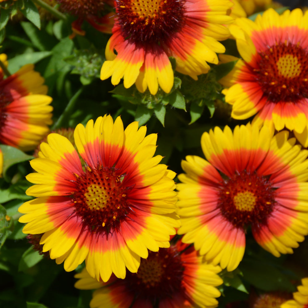 GAILLARDIA MESA BRIGHT BICOLOR