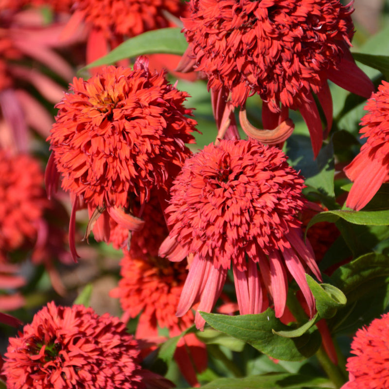 ECHINACEA HOT PAPAYA