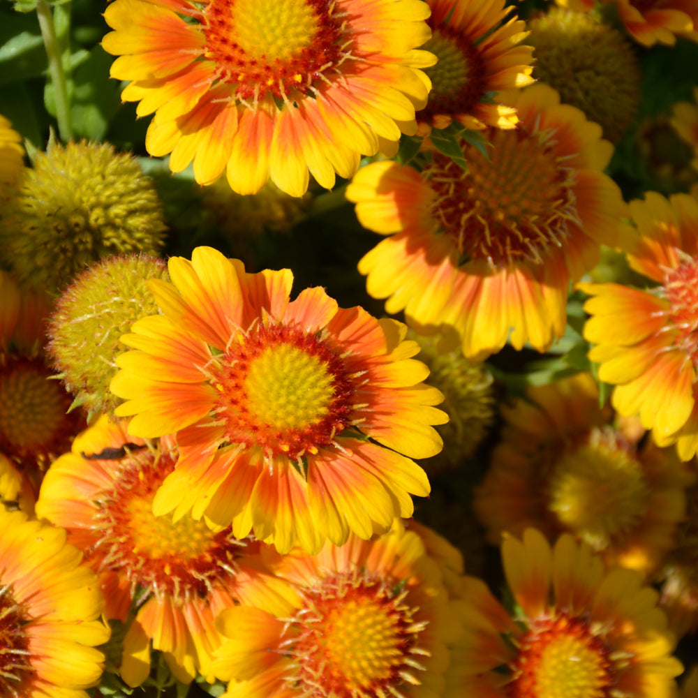 GAILLARDIA ARIZONA APRICOT
