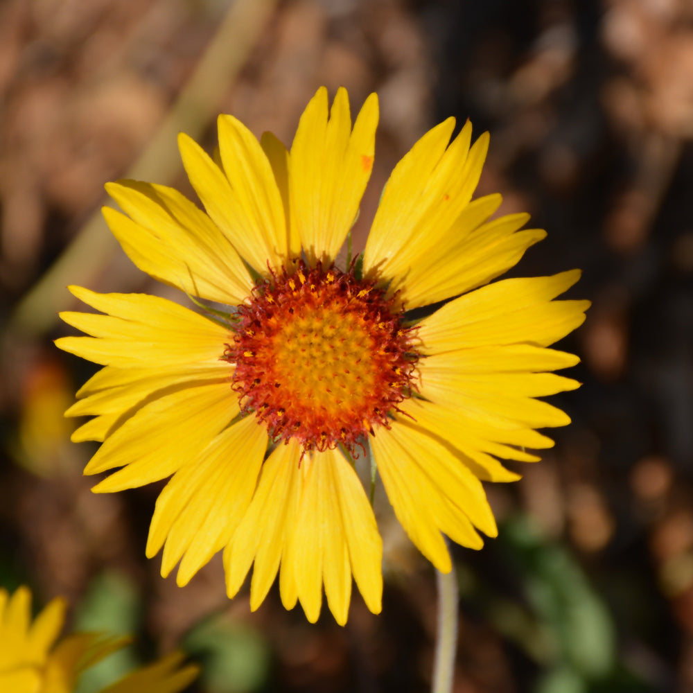 GAILLARDIA AMBER WHEELS