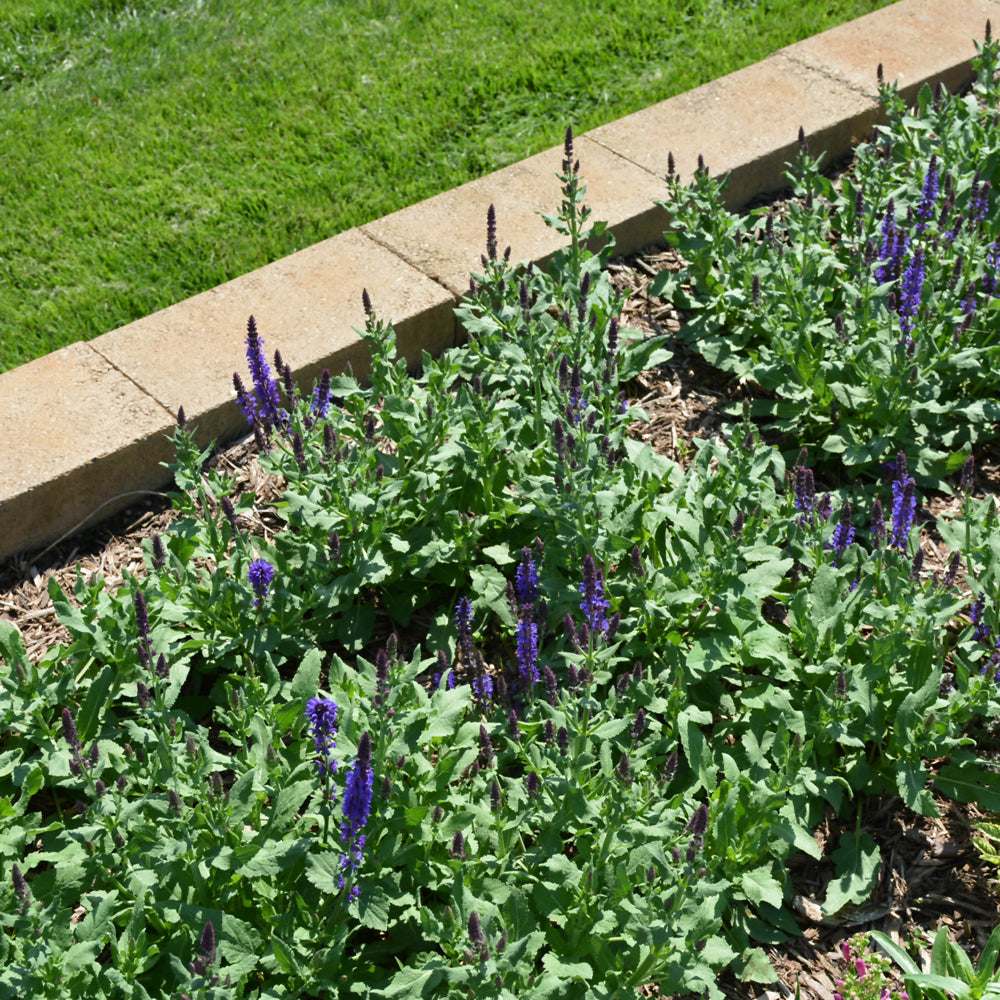 SALVIA LYRICAL BLUES