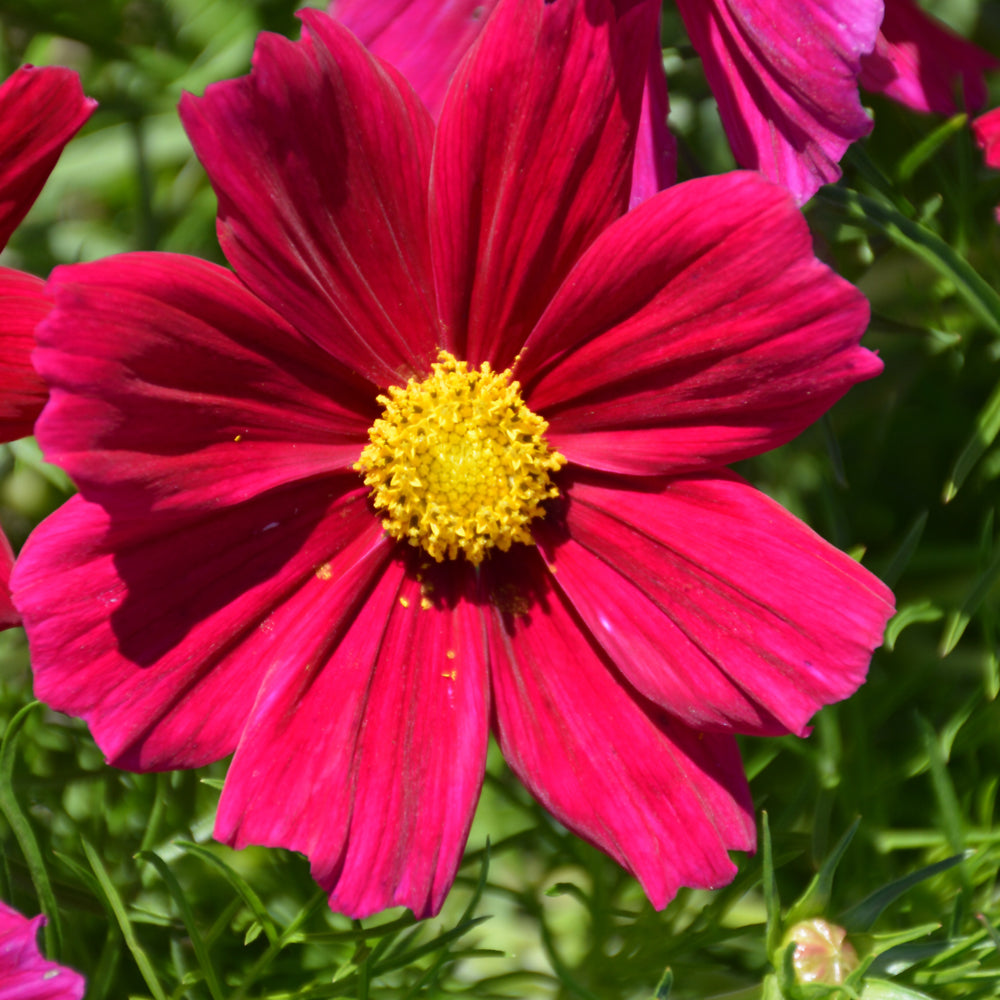 Cosmos Sonata