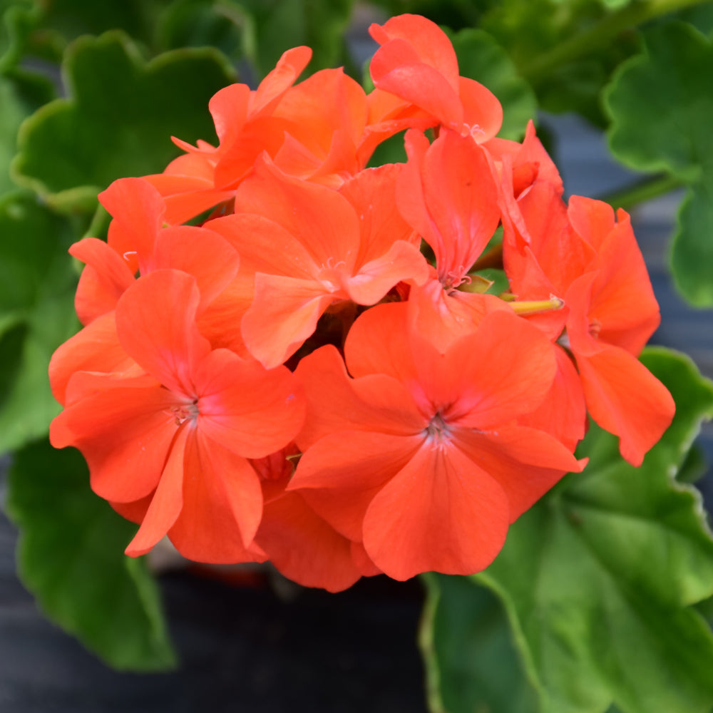 Seed- Geranium Maverick Orange