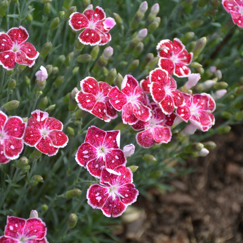 DIANTHUS FIRE AND ICE