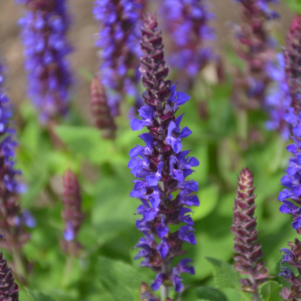 SALVIA VIOLET RIOT