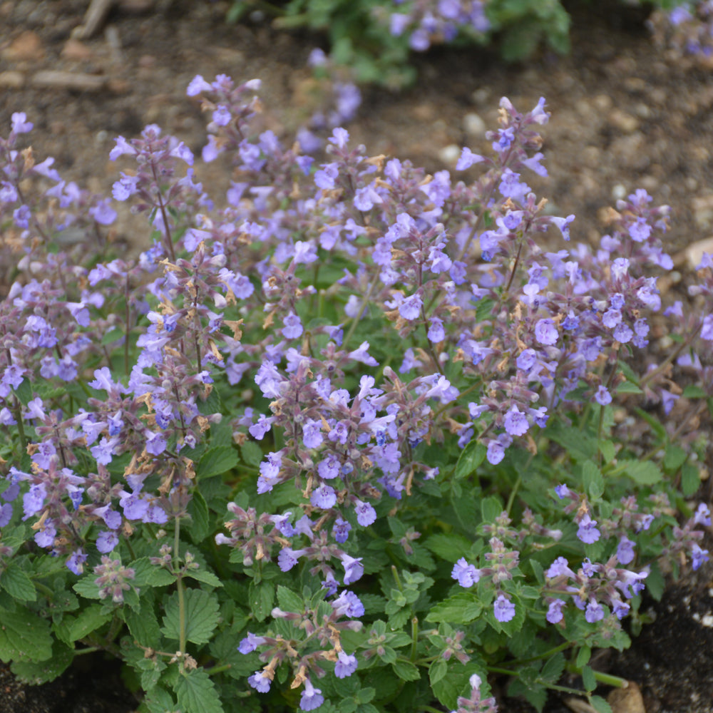 NEPETA KITTEN AROUND