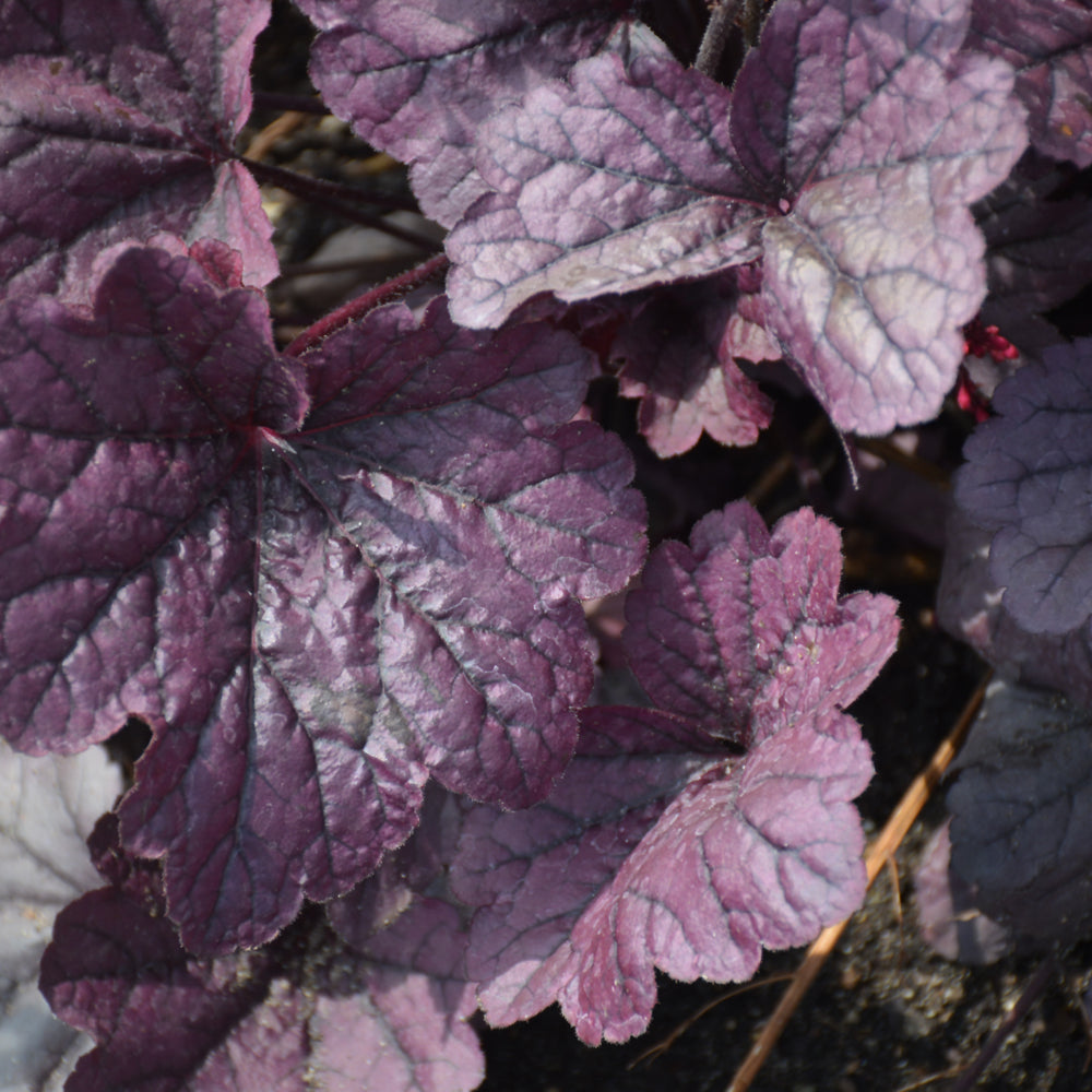HEUCHERA GRAPE TIMELESS