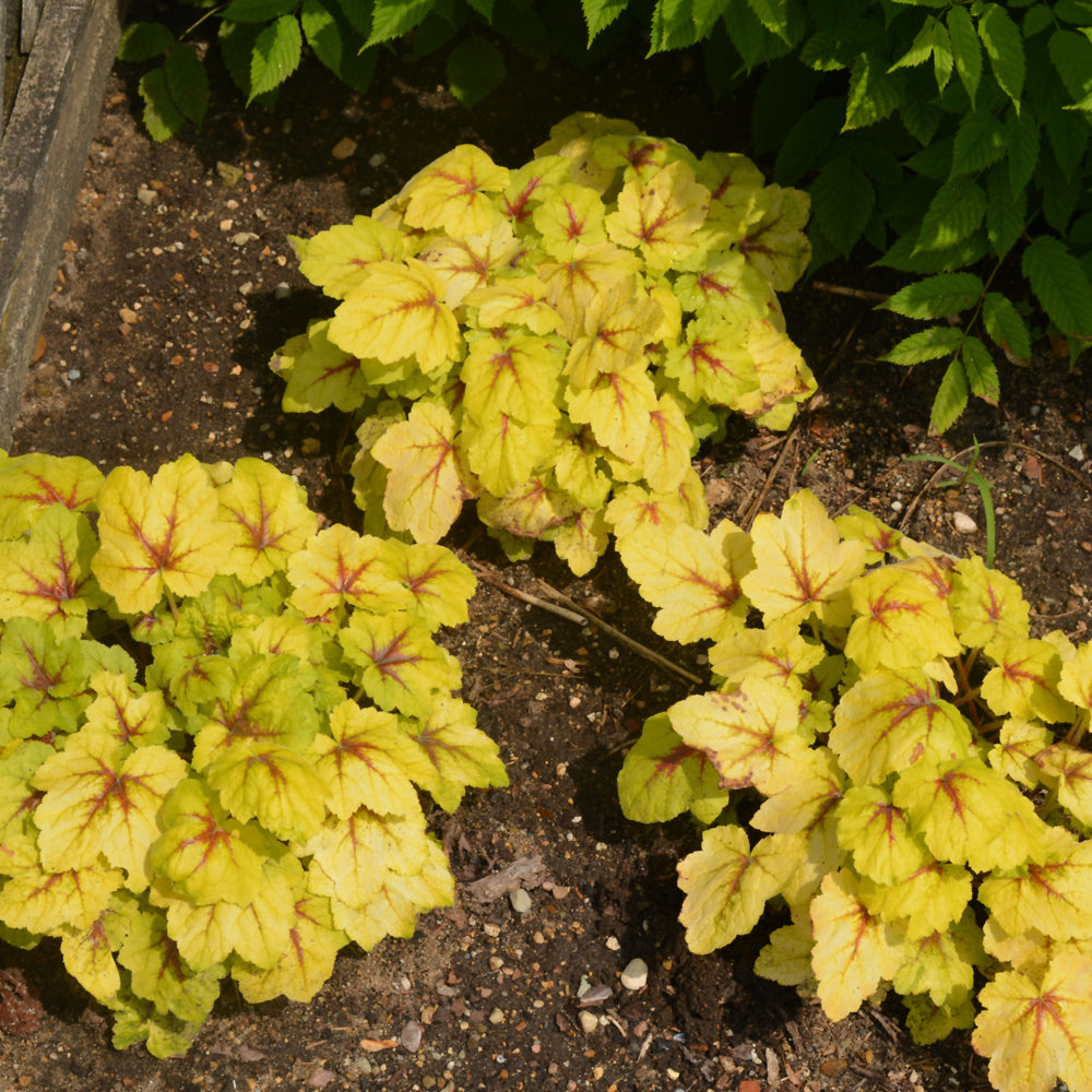 HEUCHERELLA CATCHING FIRE