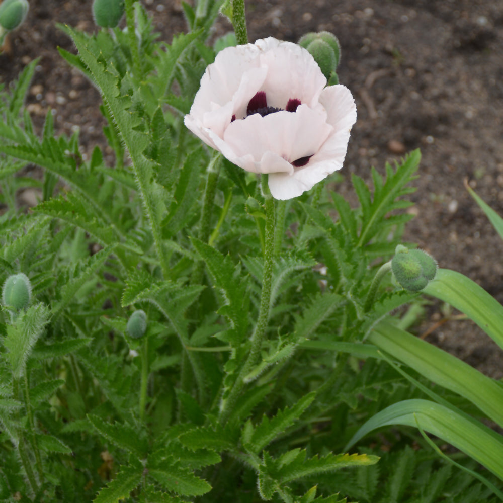 PAPAVER ROYAL WEDDING